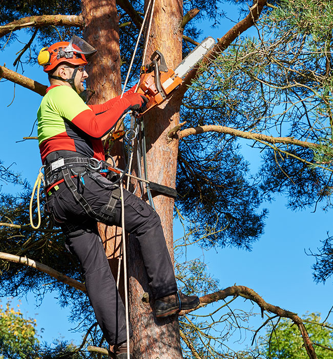 Forrester Quality Tree Experts LLC Arborist Services