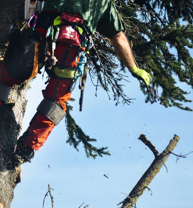Forrester Quality Tree Experts LLC Arborist Services